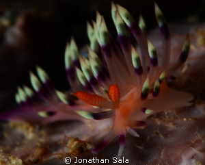 lovely flaby... at Gato Island by Jonathan Sala 